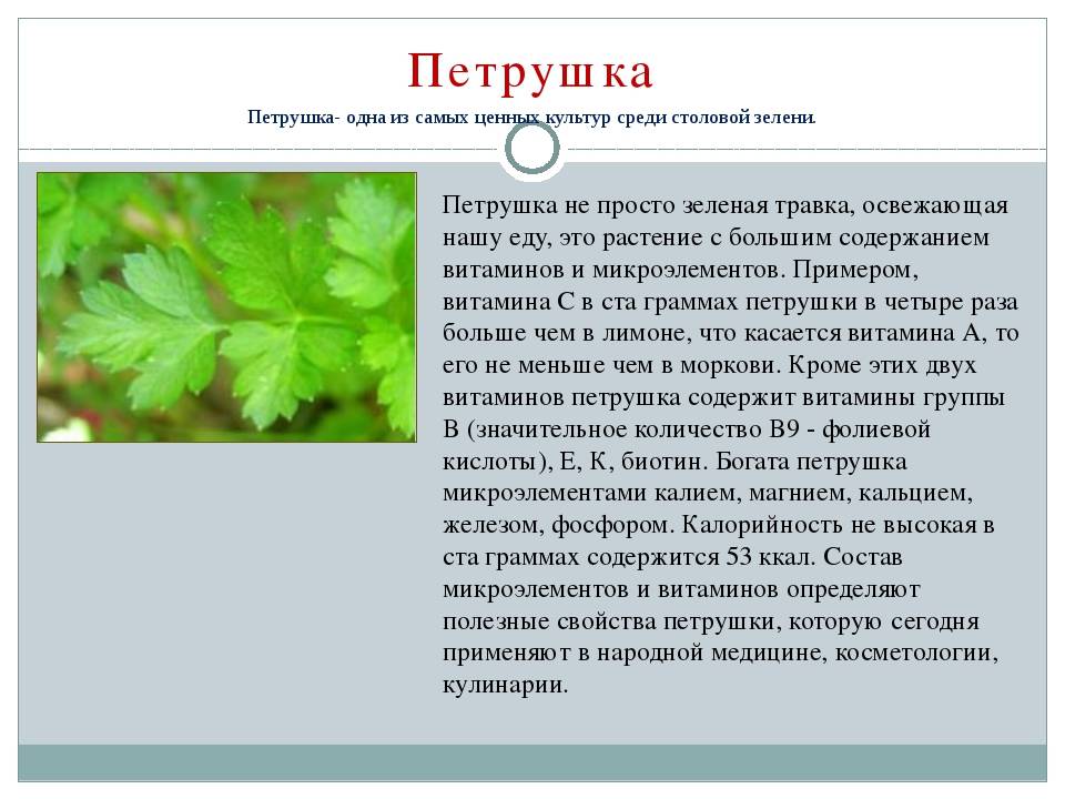 Петрушка: описание растения, лучшие сорта для открытого грунта с фото