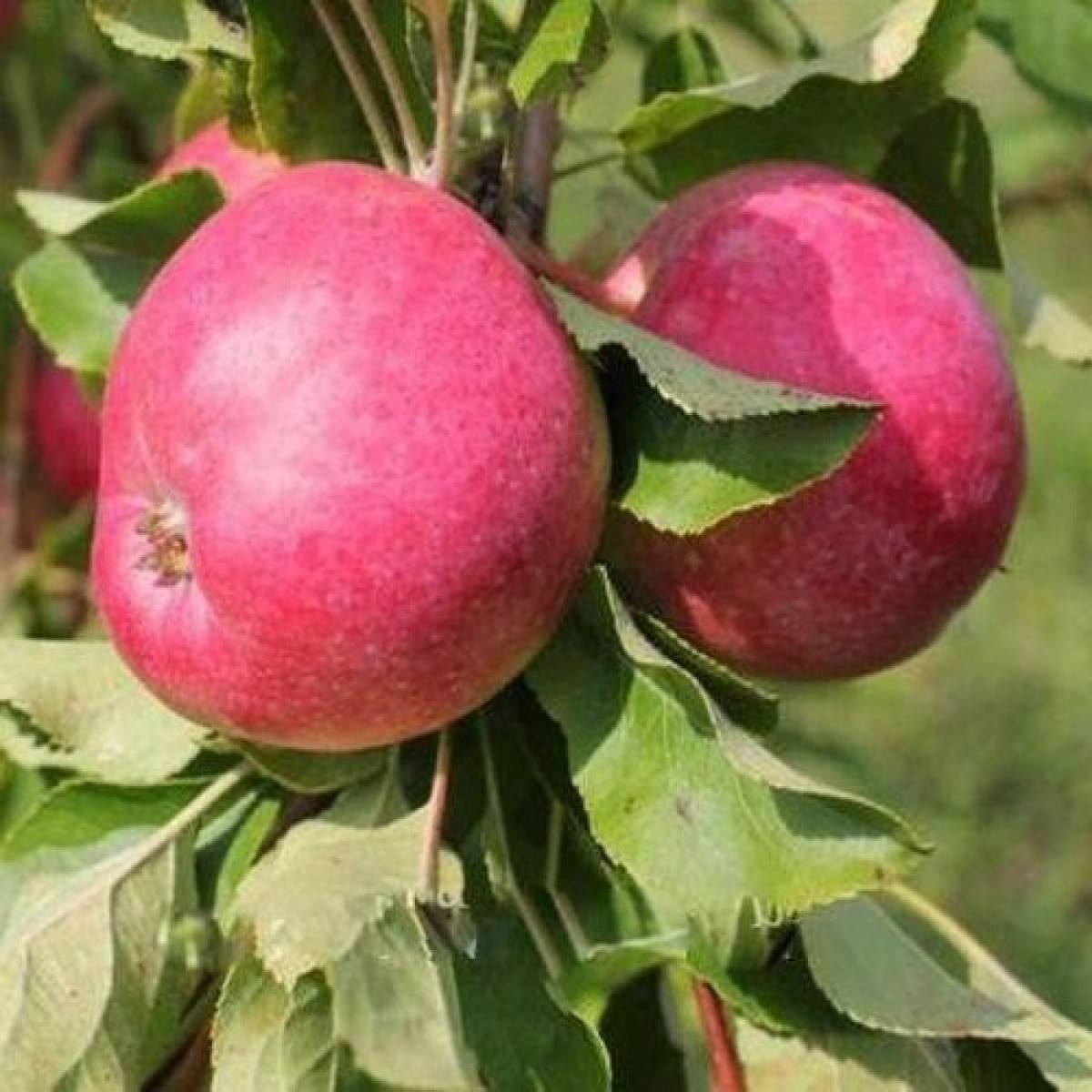 Яблоня веньяминовское: особенности сорта и ухода
