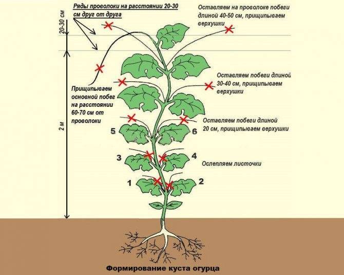 Схема посадки арбузов и дынь в открытом грунте - сад и огород