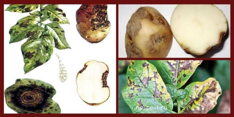 Альтернариоз картофеля: описание заболевания и причины, меры борьбы и лечение