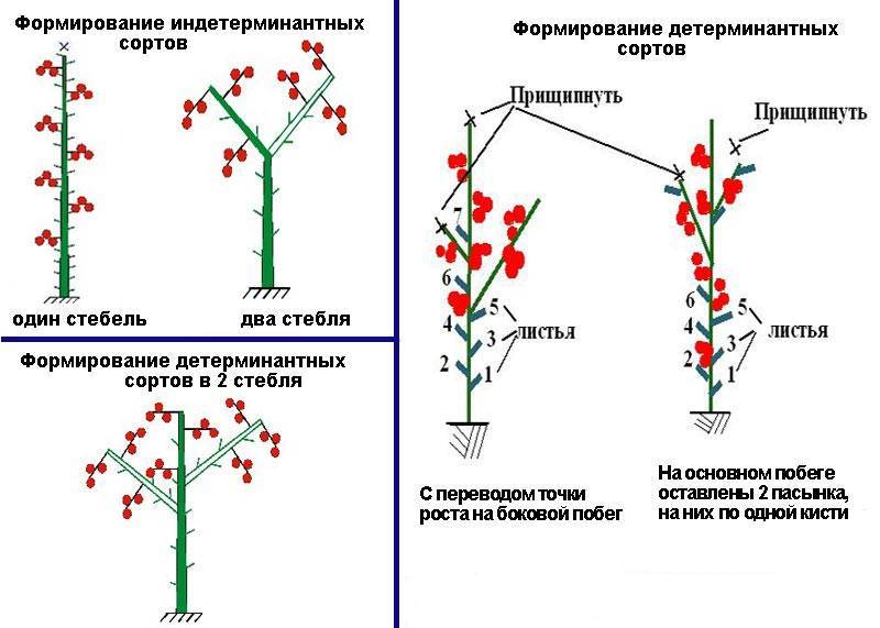 Как сформировать томат в 2 стебля схема