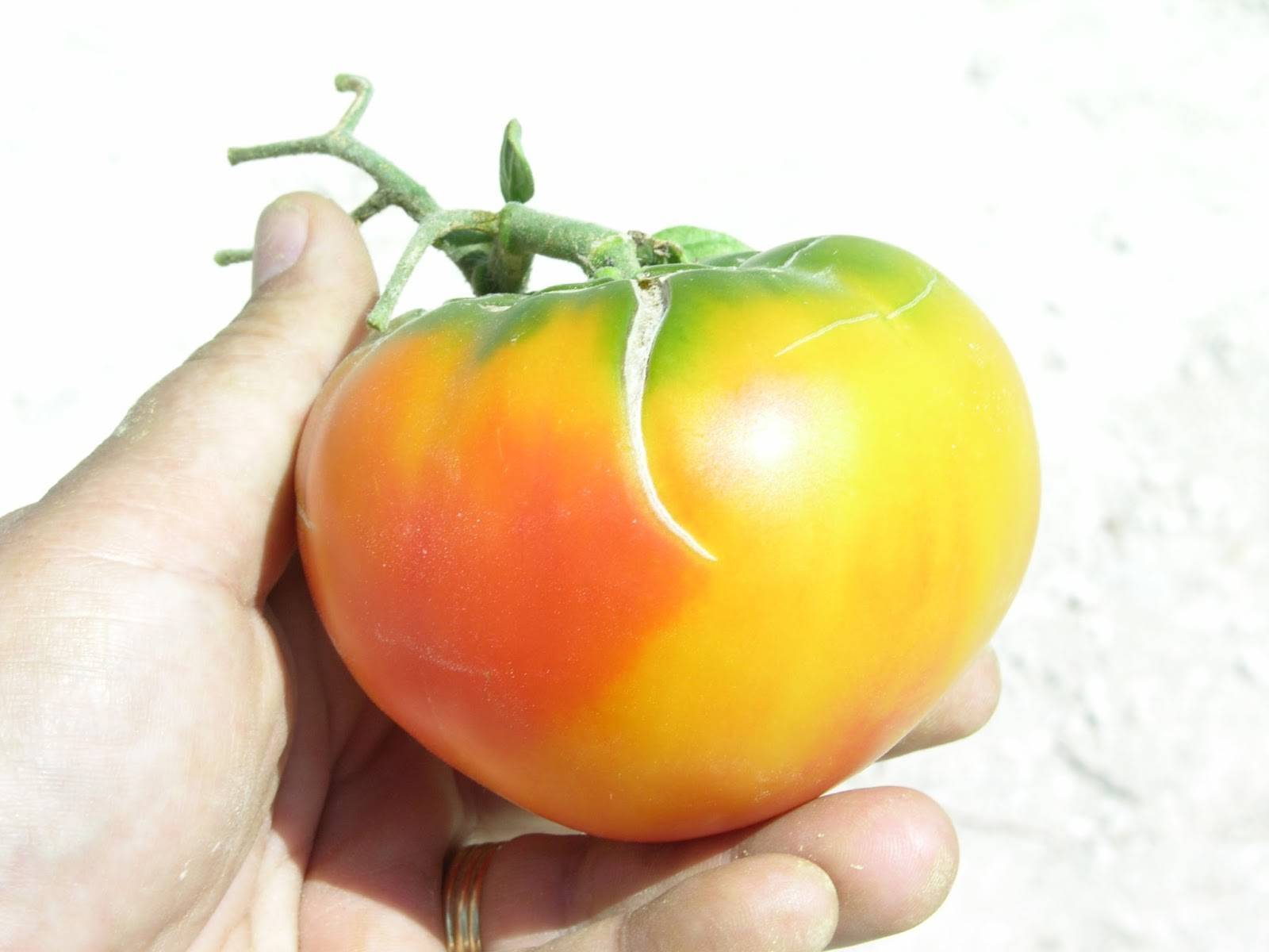 Почему трескаются помидоры при созревании в теплице: основные причины, что делать и как с этим бороться, фото