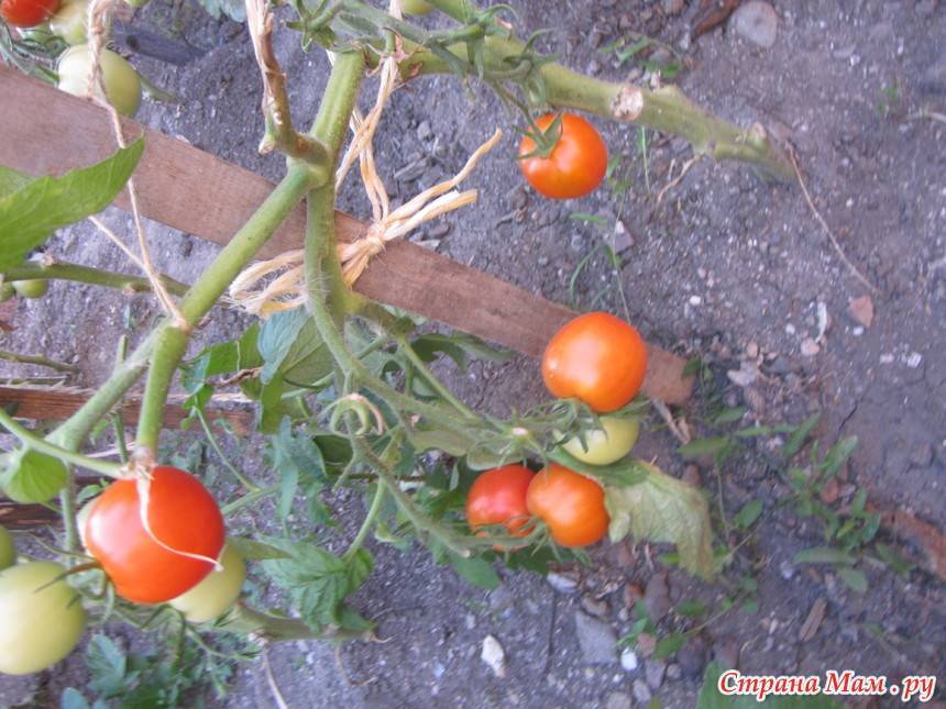 Полезная информация о сорте томатов с «сибирским характером» батяня