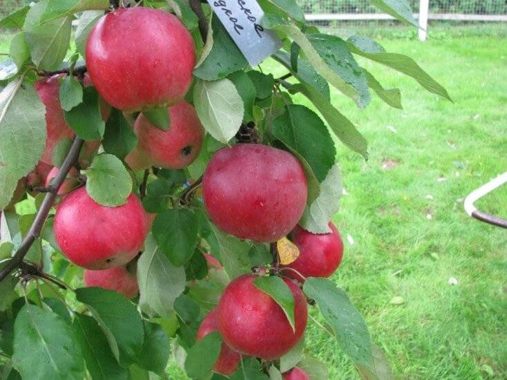 Яблоня белорусское сладкое – описание сорта с фото, отзывы, посадка и уход