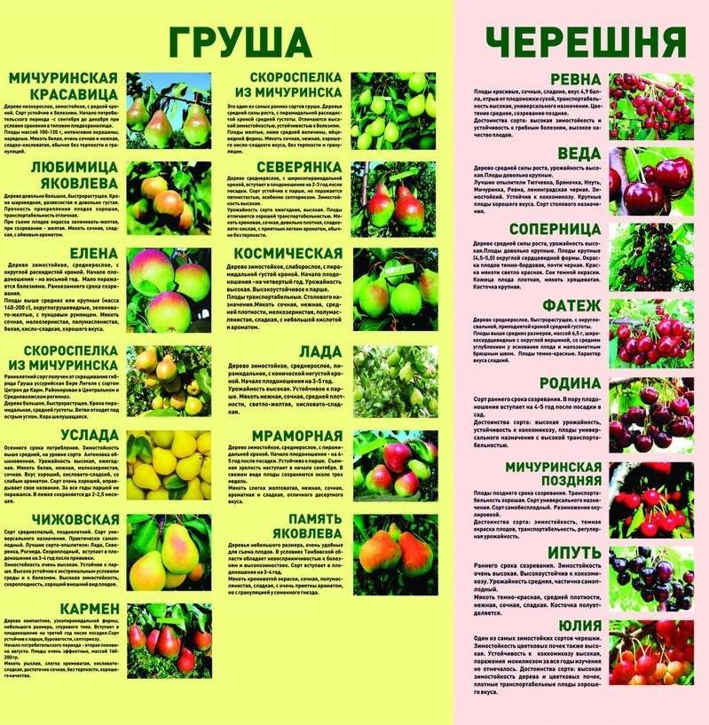 Груша чудесница: ботаническое описание, характеристика сорта, агротехника выращивания и ухода, фото