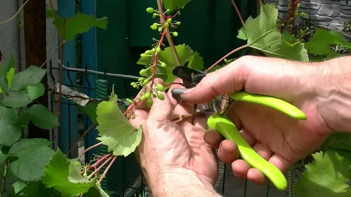 Почему виноград не вызревает. как ускорить процесс созревания плодов винограда | зелёный сад