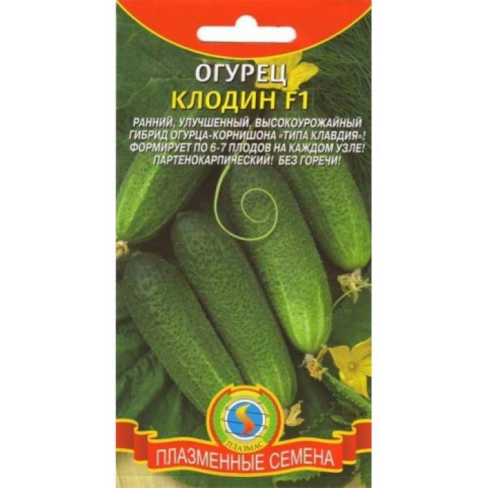 Огурцы Клодин Фото