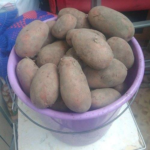 Картофель родриго: описание и характеристика сорта, урожайность, отзывы, фото