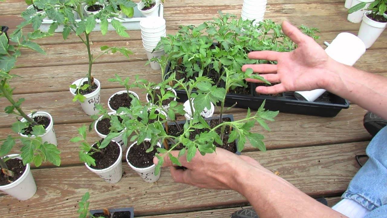 Закаливание рассады - адаптация растения к открытому грунту. правила закаливания рассады | огородники
