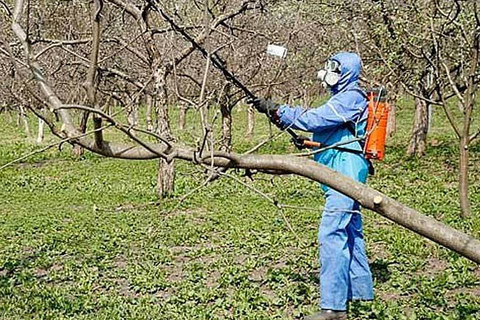 Обработка яблонь весной медным купоросом. Опрыскивание плодовых деревьев. Опрыскивание от вредителей деревьев в саду весной. Обработка дерева. Весенняя обработка плодовых деревьев.