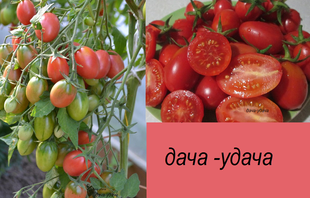 Как вырастить помидоры чио-чио-сан