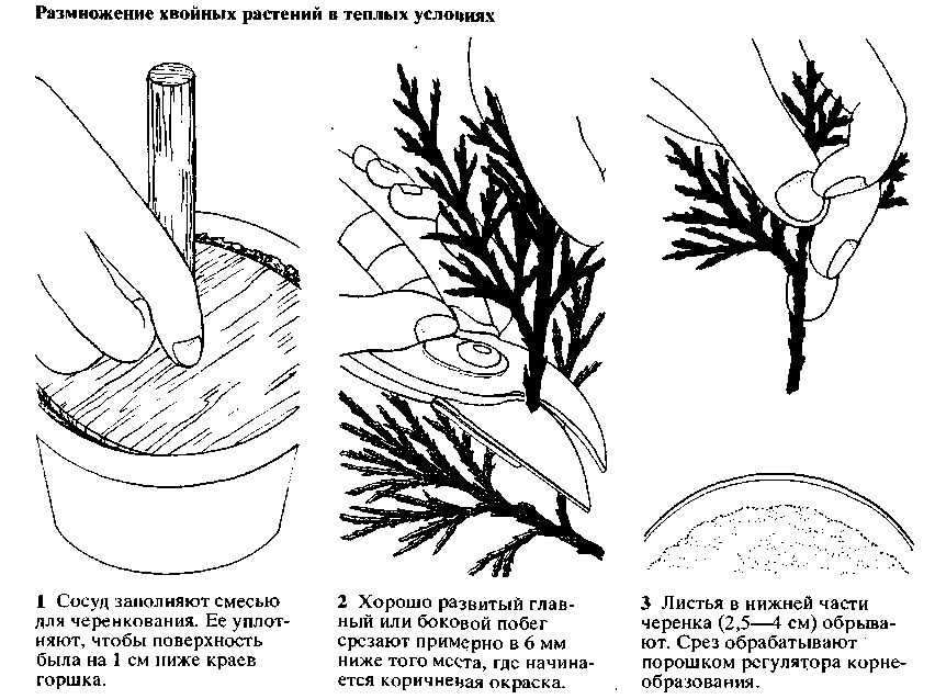 Самшит: размножение черенками весной и осенью в домашних условиях и в открытом грунте