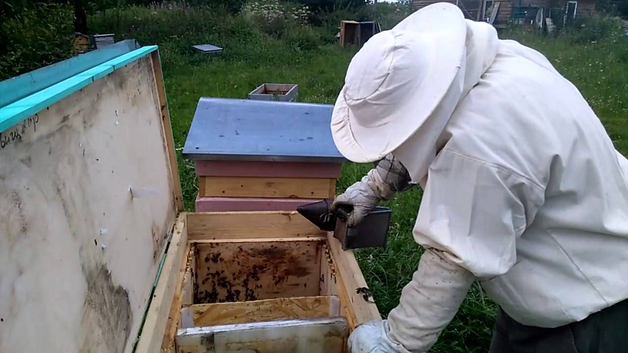 Как поймать дикий пчелиный рой и переселить его в свой улей