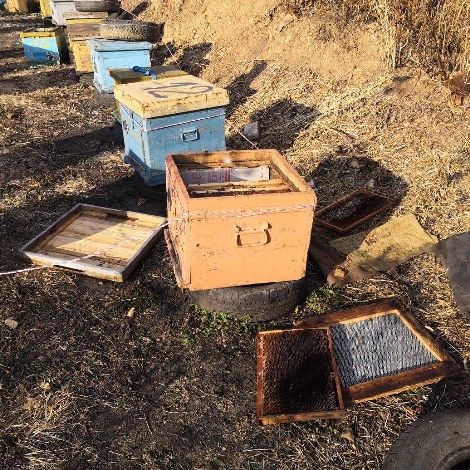 Борьба с осами на пасеке осенью: 5 способов | пчелистика.ру
