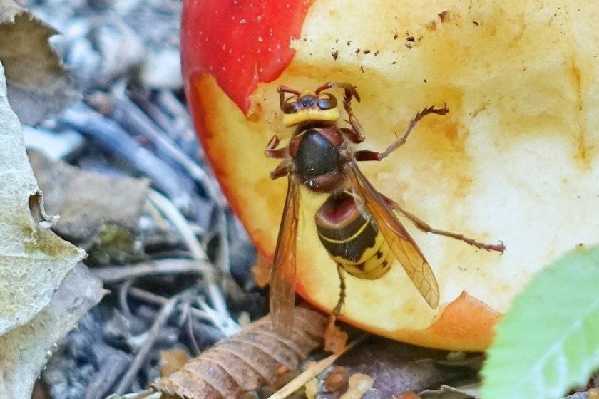 Чем питаются осы, и какую еду ищут на наших участках?