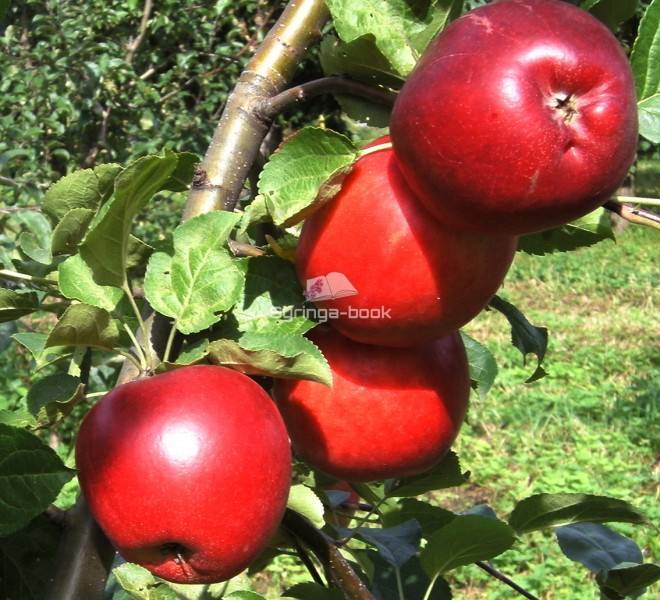 Основные характеристики, советы по выращиванию яблони веньяминовское