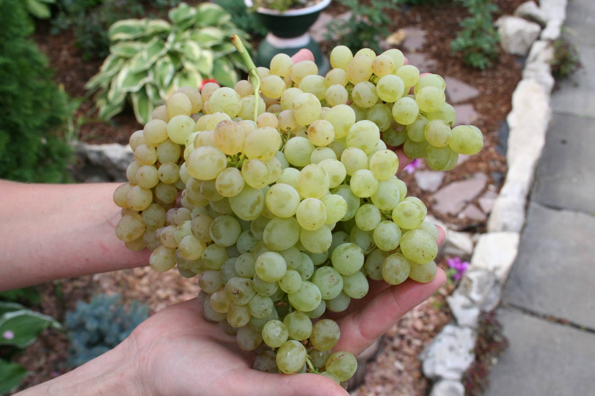 Отзывы о винограде «кишмиш 342» — описание особенностей сорта, фото растения