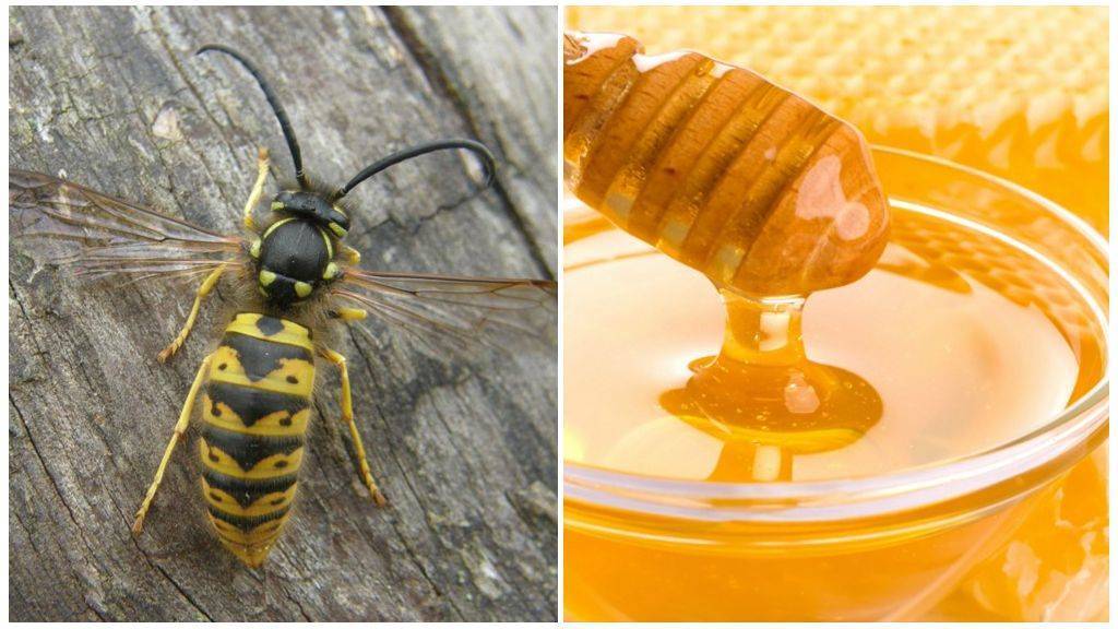 Осиный мед и его особенности