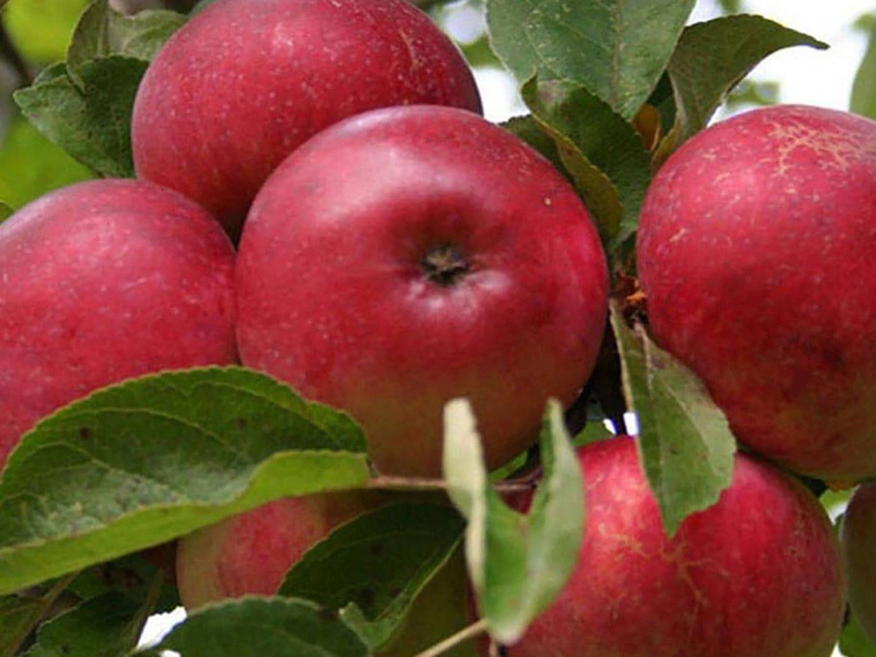 Описание и характеристики яблони мантет, посадка и уход