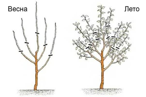 Обрезка колоновидной груши весной и осенью: схема для начинающих