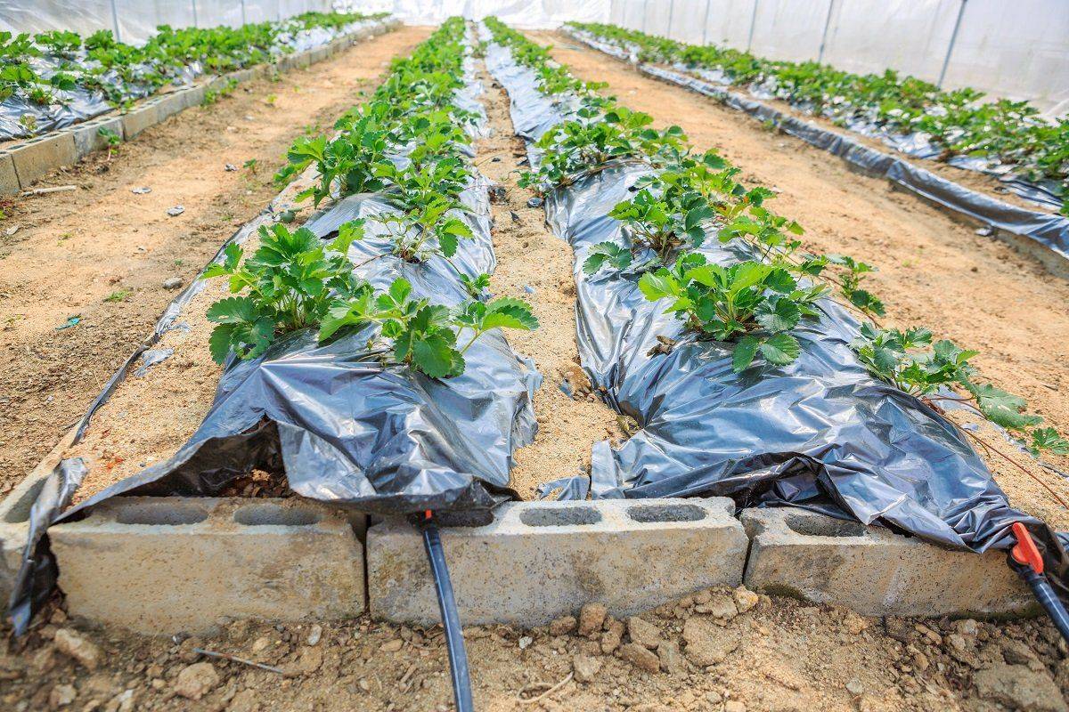 Агротехника клубники: выращивание, посадка, уход, защита от болезней, фото, видео