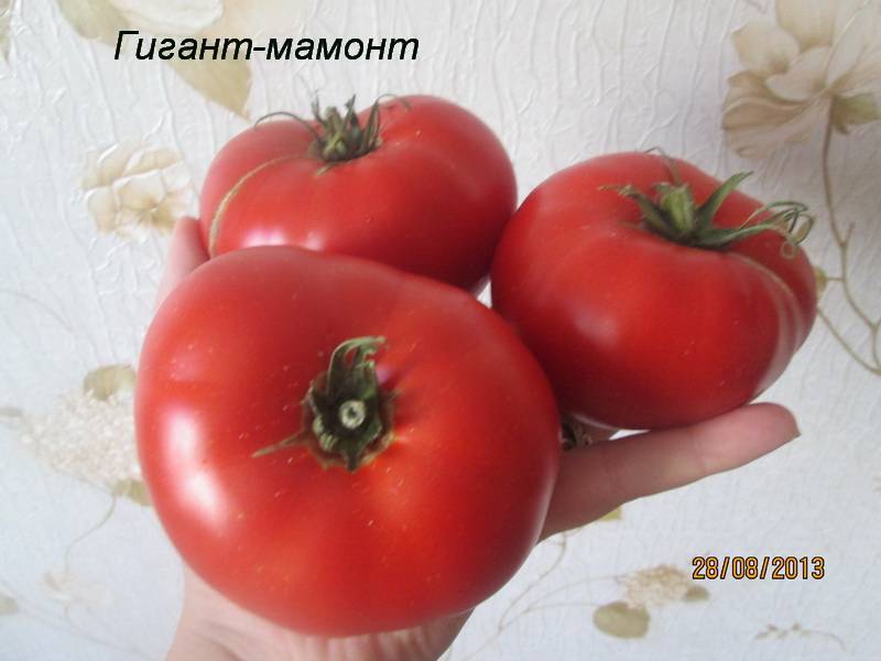 Ультраранние сорта томатов для открытого грунта, низкорослые, с фото и описанием