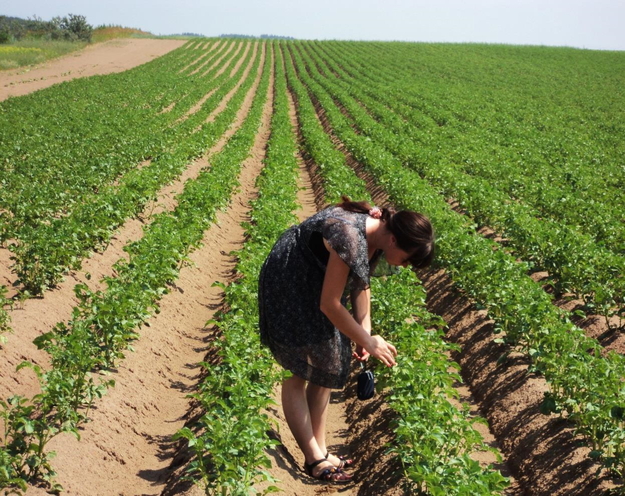 Посадка картофеля по голландской технологии – повышаем урожай + видео
