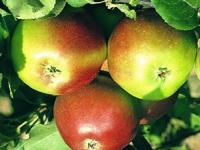 Сорт яблони уэлси: описание, фото, отзывы садоводов
