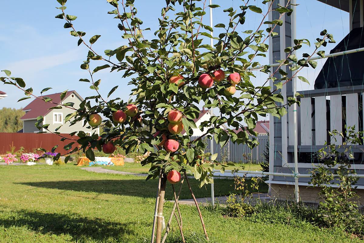 Карликовые яблони: сорта, преимущества и недостатки. посадка карликовых яблонь, размножение и уход, болезни яблонь-карликов - своими руками на даче  - как посеять, сажать, ухаживать за растениями и цветами