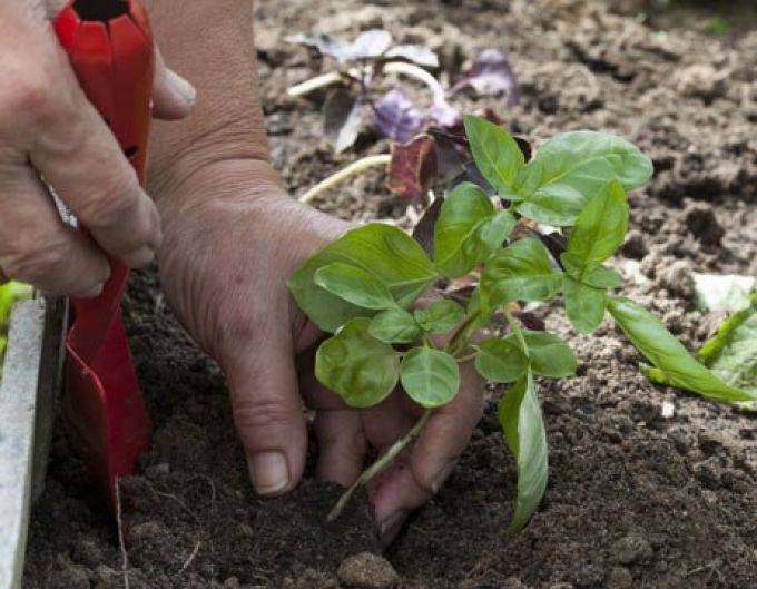 Базилик: выращивание из семян, посадка в открытый грунт, свойства базилика