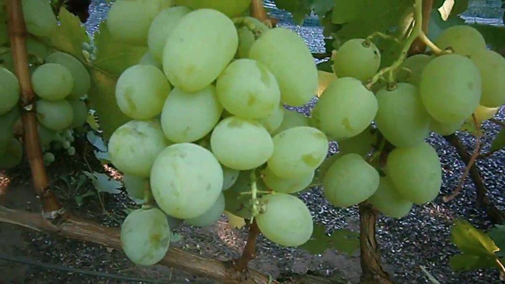 Виноград богатяновский: описание и характеристики сорта, выращивание и уход с фото