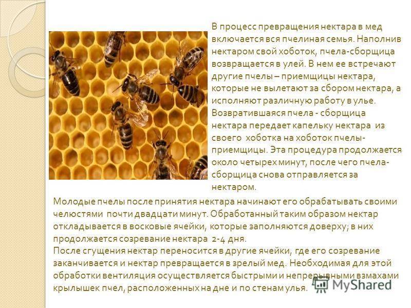 Сколько стоит и как лучше покупать пчелиную семью