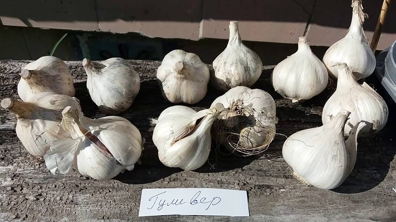 Посадка чеснока в сибири в 2021 году: благоприятные дни, когда сажать, выращивание