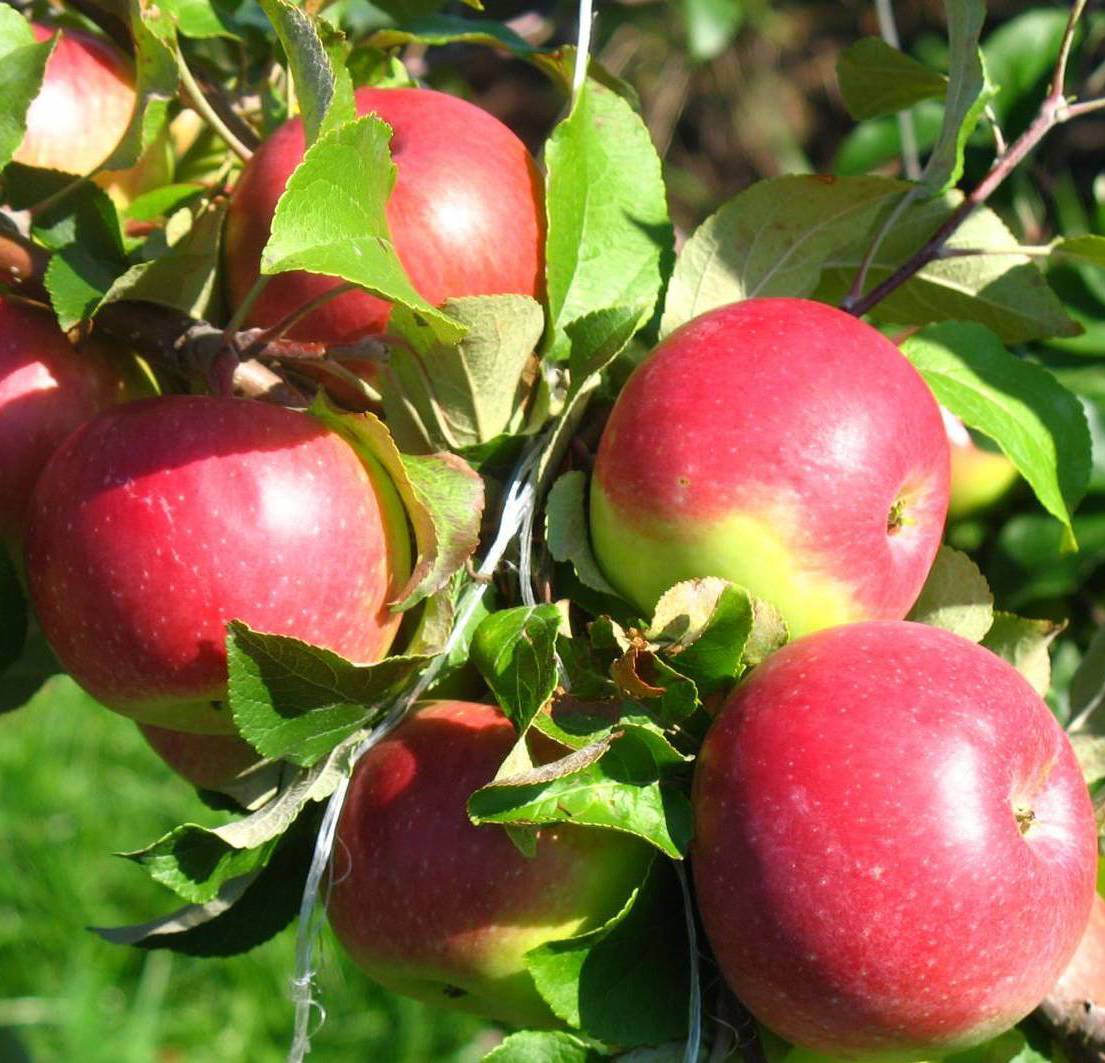 Описание сорта яблони уэлси: фото яблок, важные характеристики, урожайность с дерева