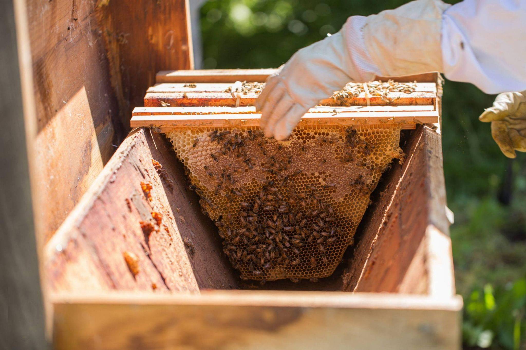 Бортевой мед диких пчел: полезные свойства, как отличить от подделки