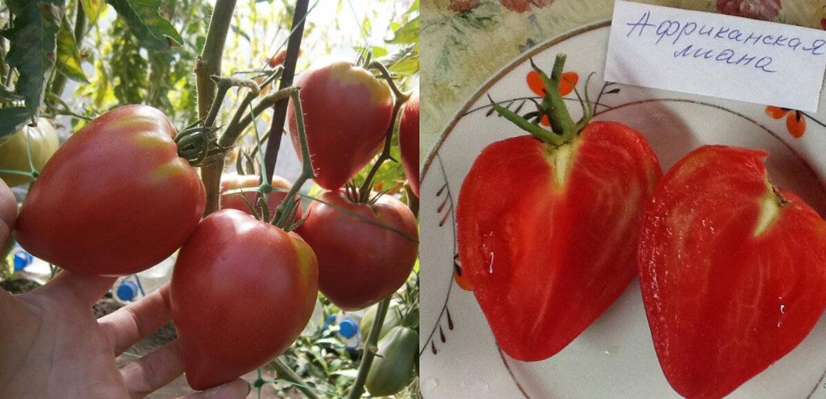 Характеристика и описание сорта томата подсинское чудо (лиана), его урожайность