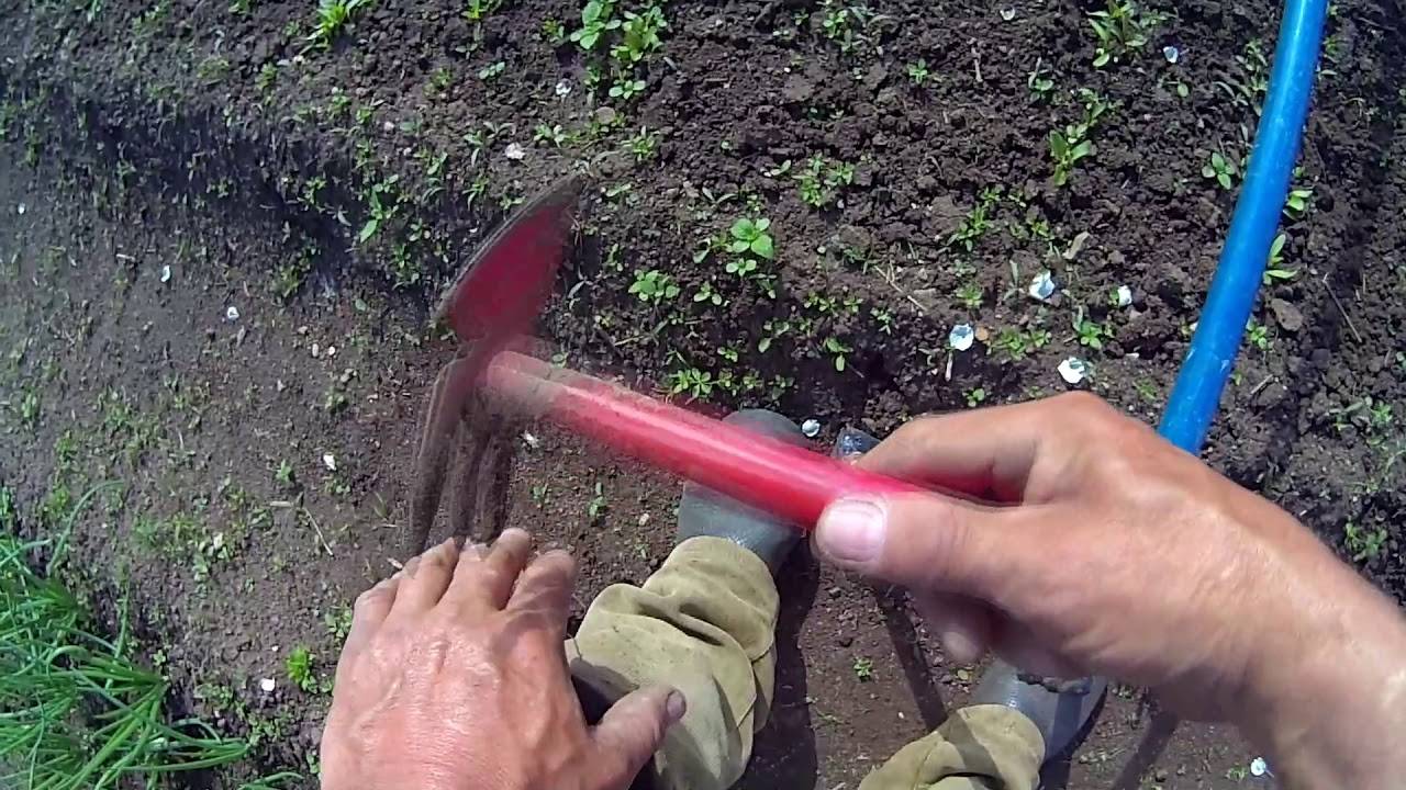 Прополка картофеля мотоблоком, как быстро уничтожить сорняки + видео