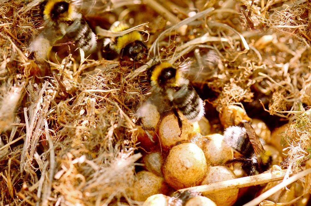 Где живут шмели и чем питаются? образ жизни насекомых :: syl.ru