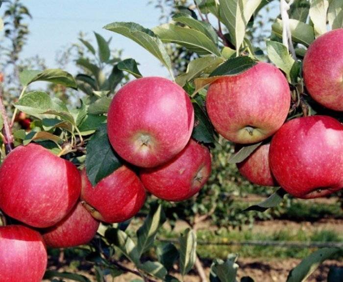 Яблоки апорт: фото, описание сорта, отзывы