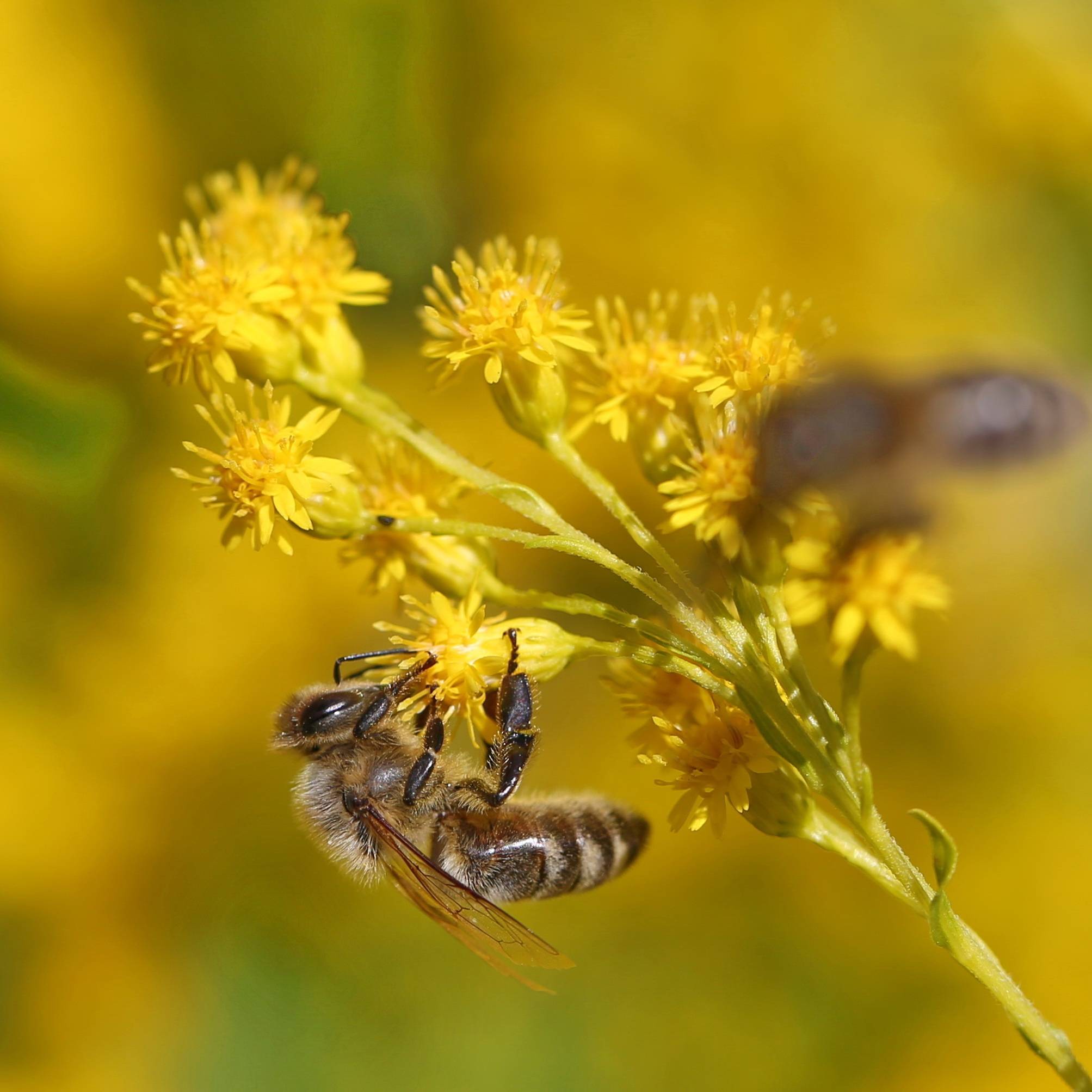 Пыльца пчелиная — полезные свойства