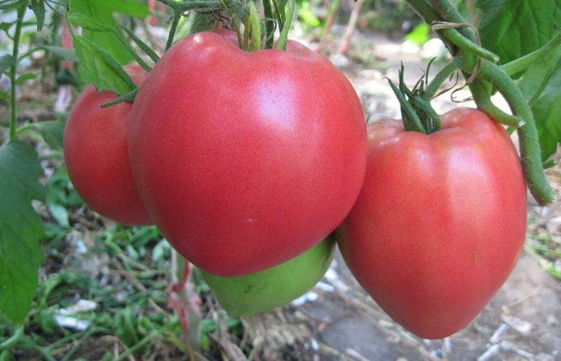 Лучшие сорта помидоров на 2019 год по отзывам садоводов