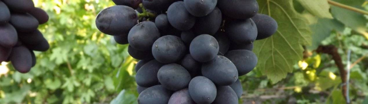 Виноград надежда азос - описание сорта, фото, отзывы