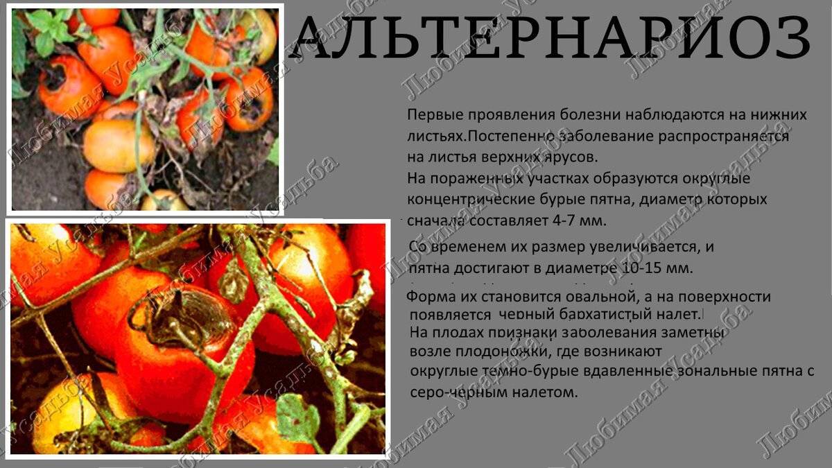 Самые опасные болезни томатов: топ-5 заболеваний, меры борьбы