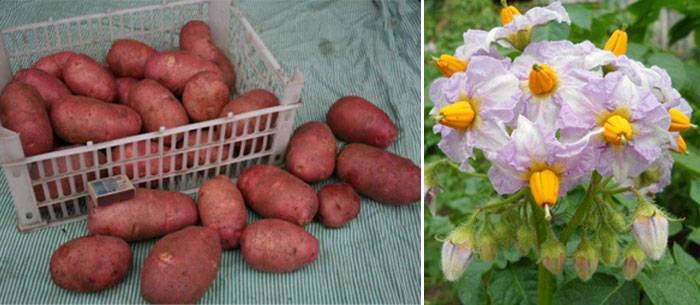 Описание сорта картофеля ильинский, его характеристика и урожайность