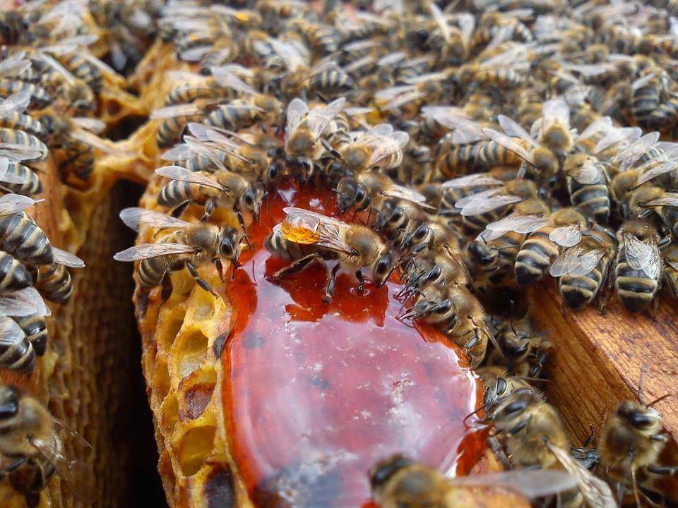 Пересылка и питание пчел в пути. основы пчеловодства [самые необходимые советы тому, кто хочет завести собственную пасеку]