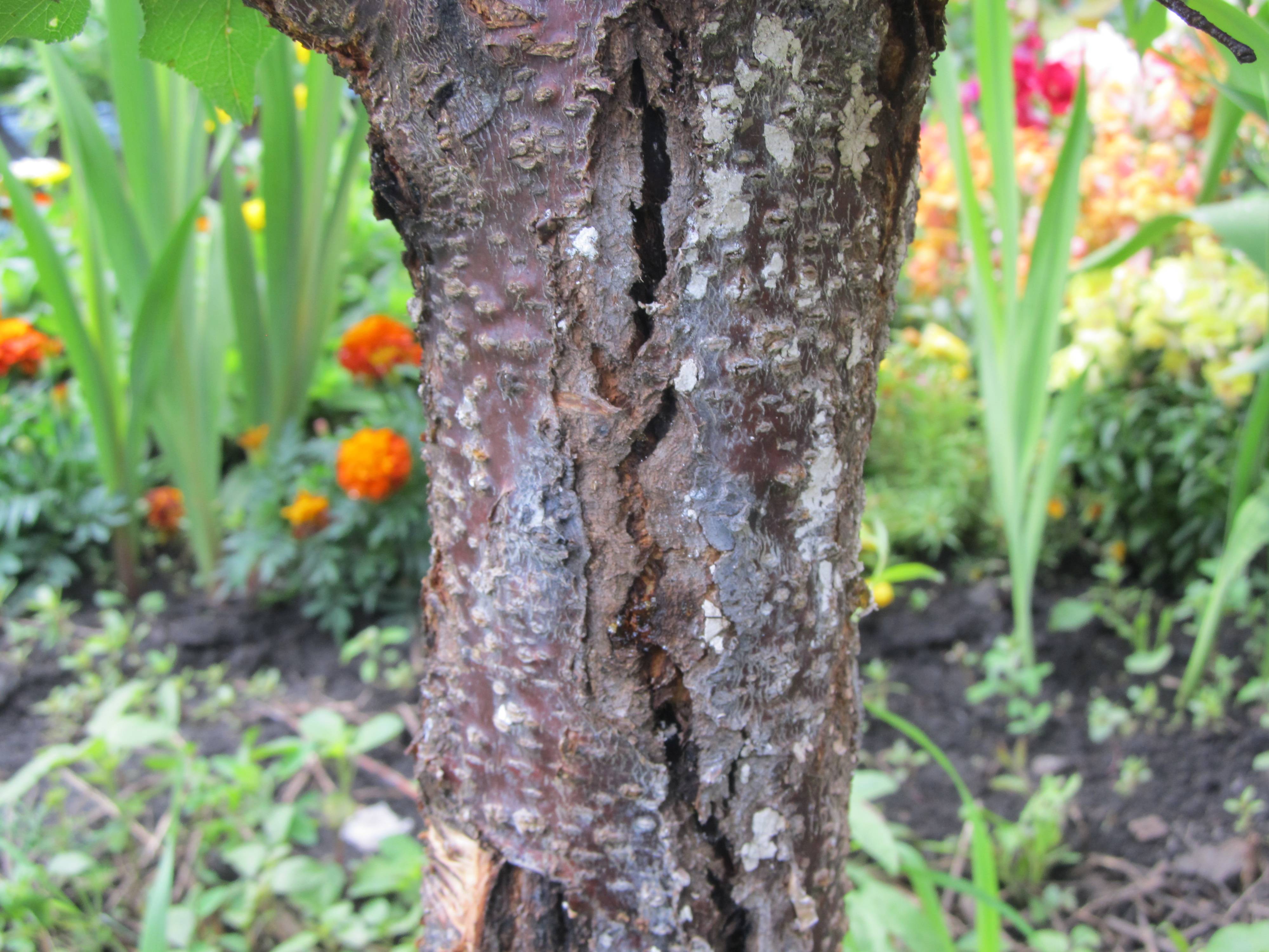Разломы и трещины деревьев после зимы: причины и лечение | огородники