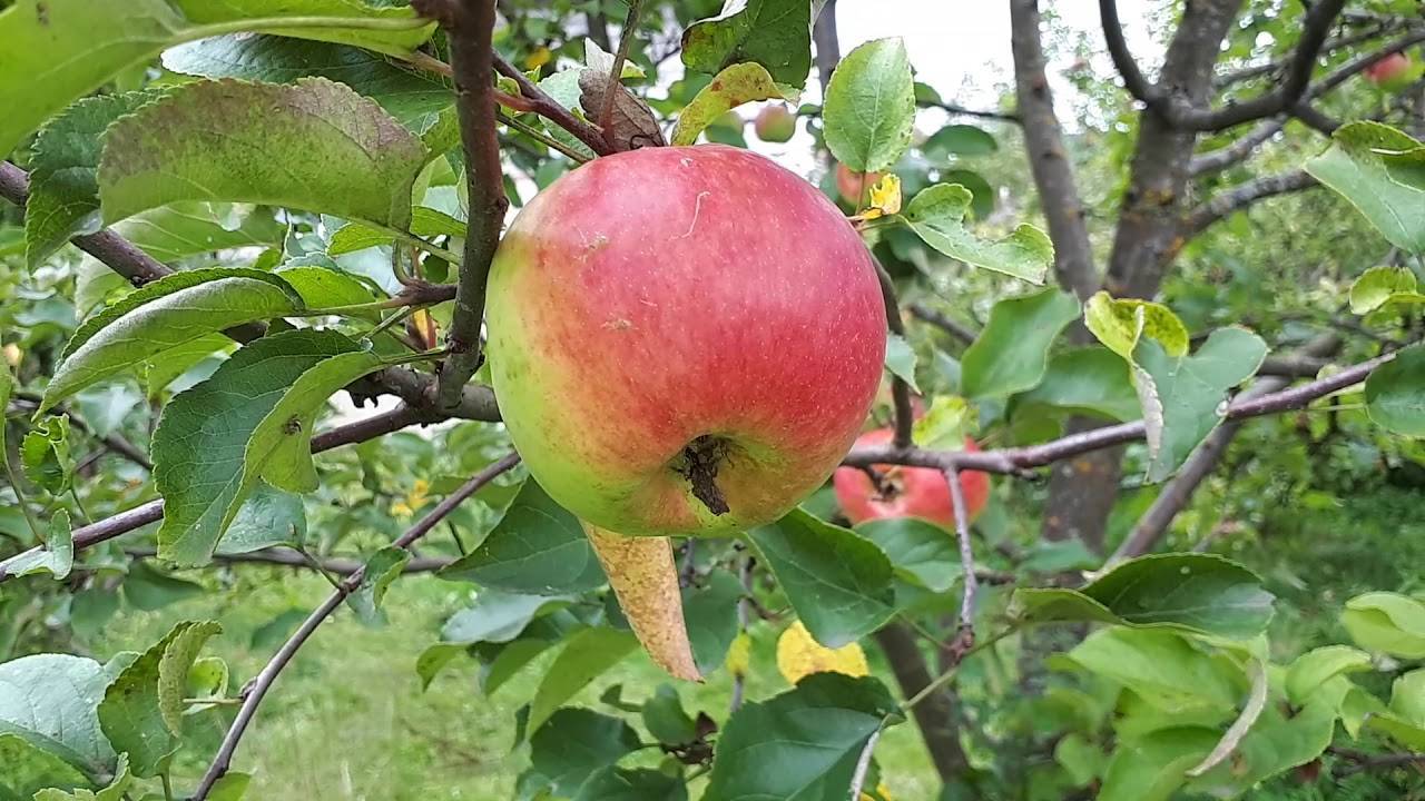 Фото яблони богатырь фото и описание сорта