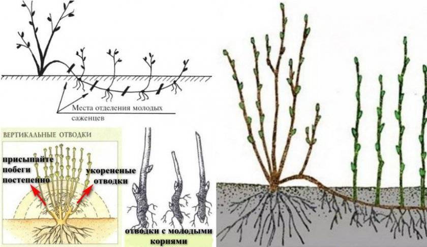 Калина: способы размножения. как вырастить калину из семян, черенками, отводками в домашних условиях как правильно укоренить веточку калины