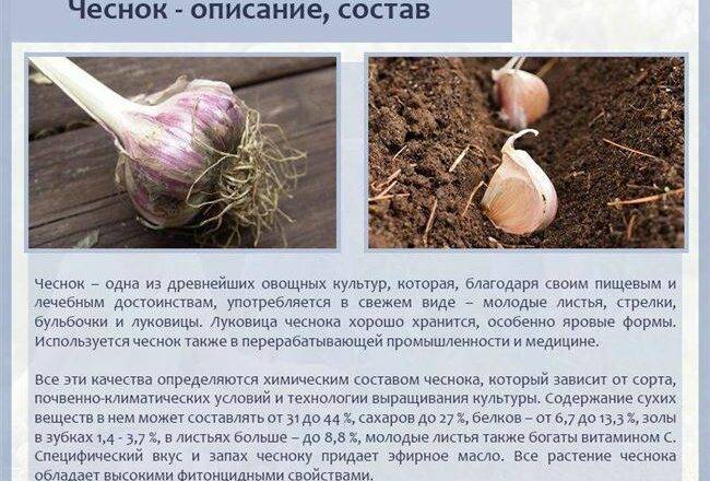 Чеснок сибирский гигант: характеристика и описание сорта с фото - фермерство