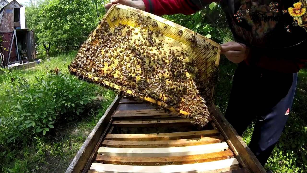 Пчеловодство для начинающих с нуля: основы, что нужно